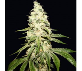 Mont Blanc - T.H. Seeds