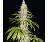 Mont Blanc de T.H. Seeds