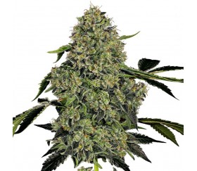 OG Kush Auto de White Label Seeds