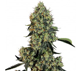 OG Kush de White Label Seeds