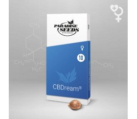 CBDream de Paradise Seeds