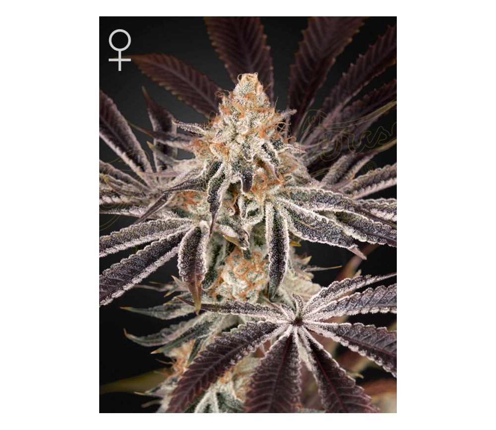 Dark Phoenix -  Green House Seeds