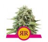 Royal Runtz - Royal Queen Seeds