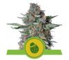 Do-si-dos Automatic - Royal Queen Seeds