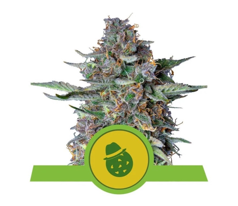 Do-si-dos Automatic -  Royal Queen Seeds