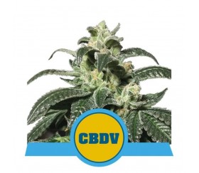 Royal CBDV Automatic - Royal Queen Seeds