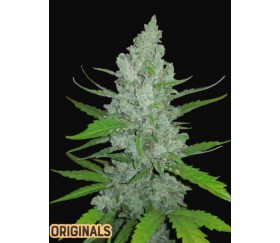 Original Auto Sour Diesel - Fast Buds