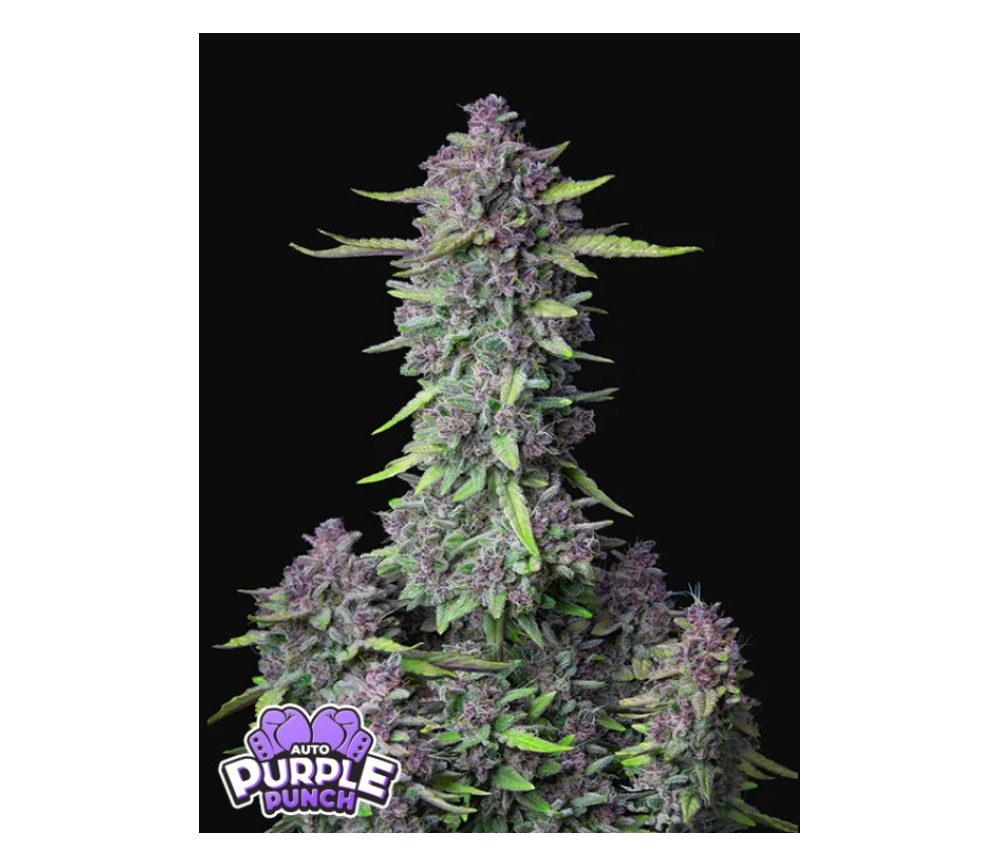 Purple Punch Auto -  Fast Buds