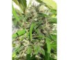 Nueva caledonia - ACE Seeds