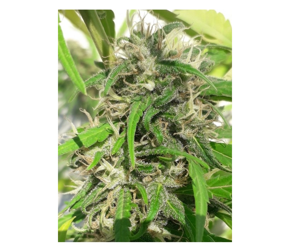 Nueva caledonia - ACE Seeds