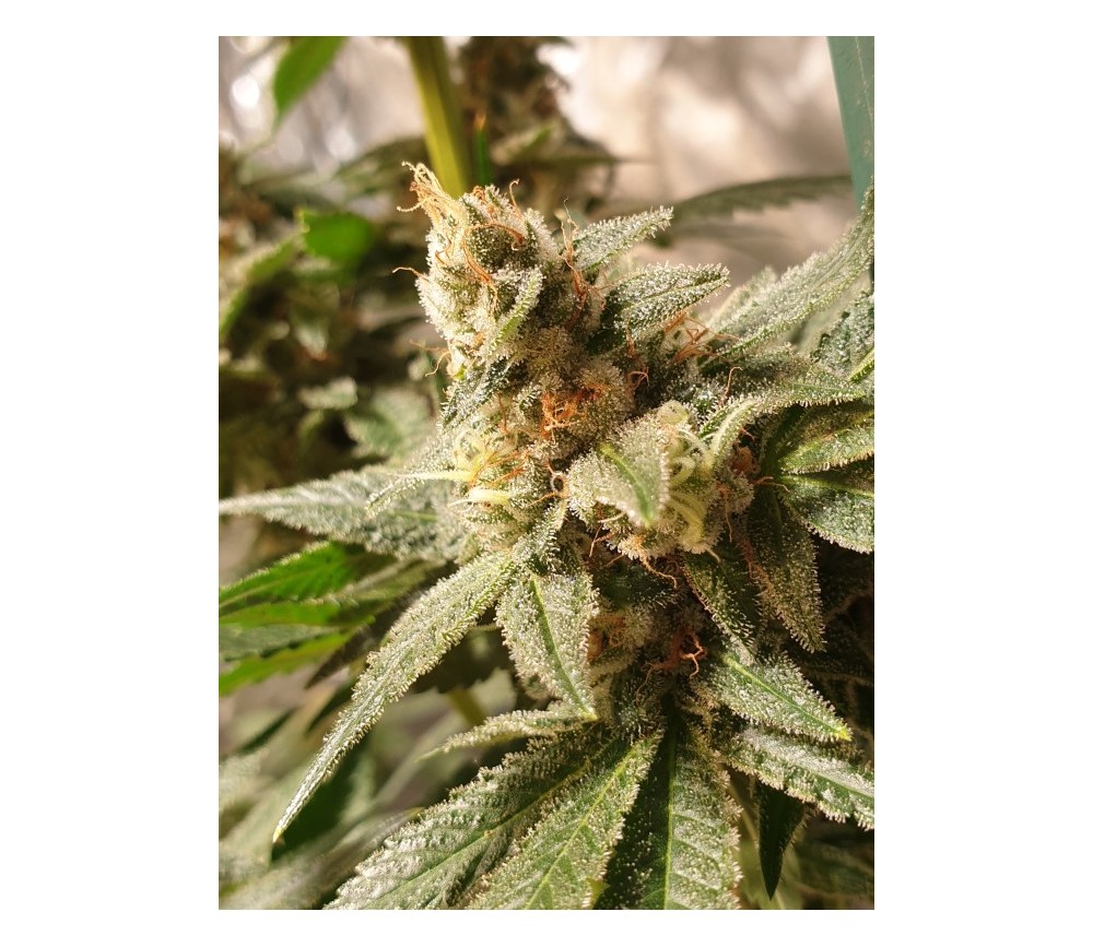 Gala CBD - R-Kiem Seeds