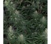 Green Mountain Grape Standard - ACE Seeds