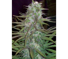 Green Mountain Grape Standard - ACE Seeds