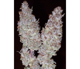 Green Mountain Grape Standard - ACE Seeds