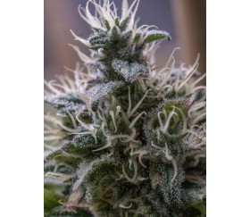 HashPlant Haze x Kali China -  Ace Seeds