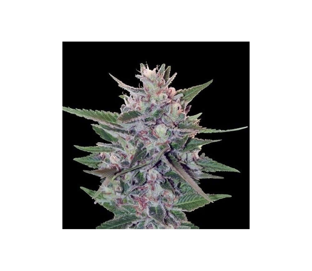 HashPlant S1 - ACE Seeds