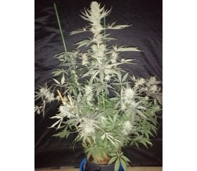 HashPlant S1 - ACE Seeds