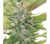 HashPlant S1 - ACE Seeds