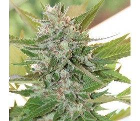 HashPlant S1 - ACE Seeds