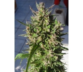 Honduras Breeze -  Ace Seeds