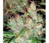 Honduras Breeze -  Ace Seeds