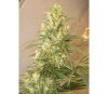 Mountain Gold Standard - ACE Seeds