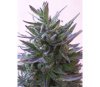 Nepal Mist - ACE Seeds