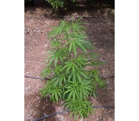 Nepal Mist - ACE Seeds