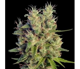 Super Malawi Haze Standard -  Ace Seeds