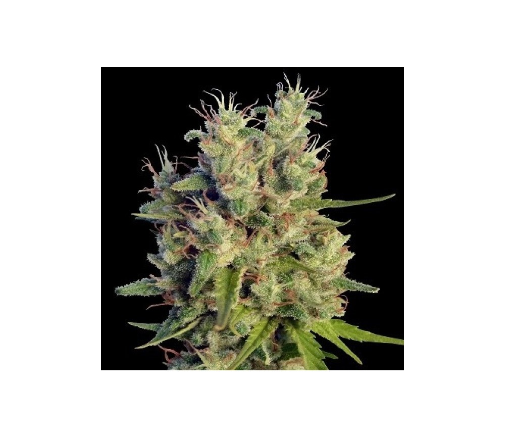 Super Malawi Haze Standard -  Ace Seeds