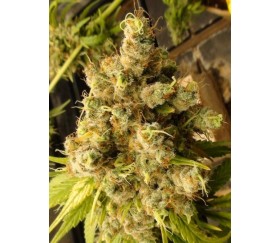 Super Malawi Haze Standard -  Ace Seeds