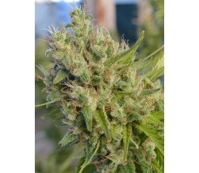 Super Malawi Haze Standard -  Ace Seeds