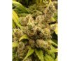 Super Malawi Haze Standard -  Ace Seeds