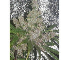 Purple Pakistani Haze - Ace Seeds