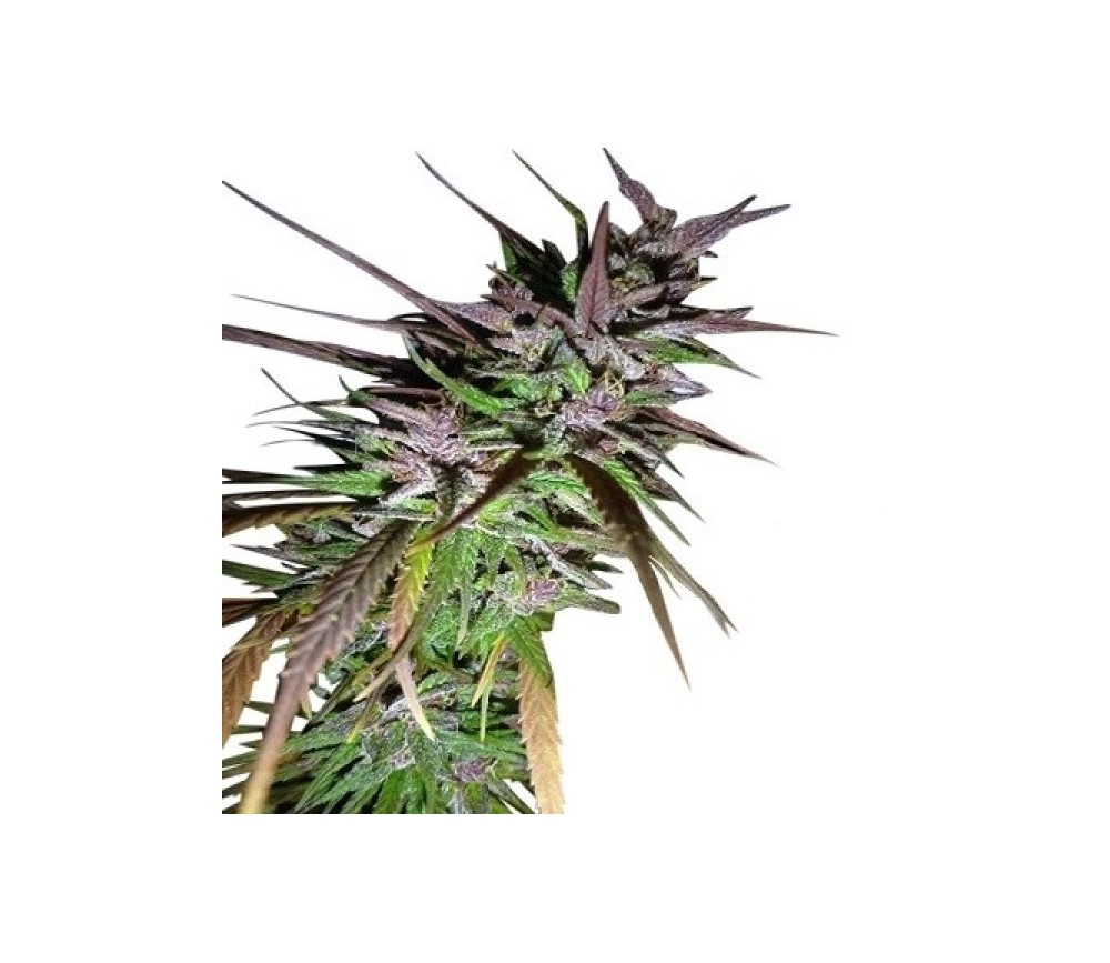 Purple Pakistani Haze - Ace Seeds