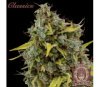 Amnesia - Buddha Seeds