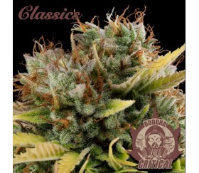 Buddha Critical - Buddha Seeds