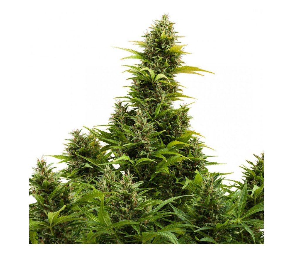 Buddha Medikit Auto - Buddha Seeds