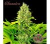 Buddha Auto White Widow - Buddha Seeds