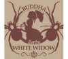 Buddha Auto White Widow - Buddha Seeds