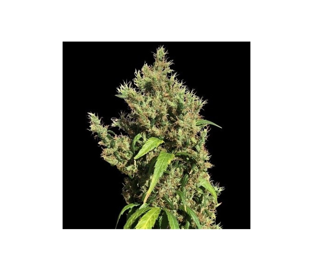 Purple Honduras Haze Standard - ACE Seeds