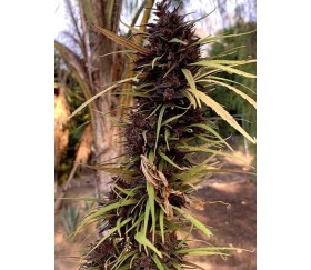 Purple Honduras Haze Standard - ACE Seeds