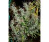 Purple Haze x Malawi Standard - ACE Seeds