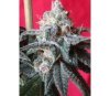 Snow Moon - Ace Seeds