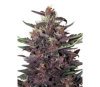 Purple Kush Auto - Buddha Seeds