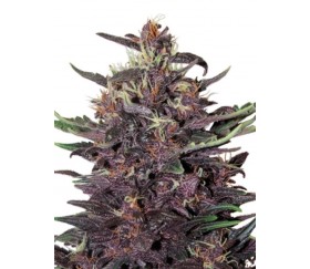 Purple Kush Auto - Buddha Seeds