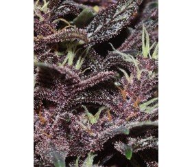 Purple Kush Auto - Buddha Seeds