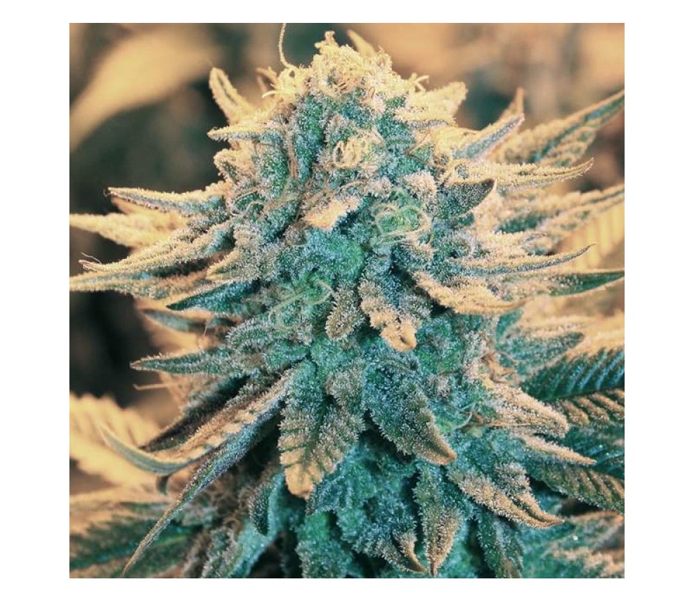 B-52 - Nirvana Seeds