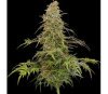 SUPAFREAK de Humboldt Seed