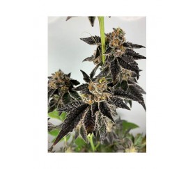 Mr. Gelato Ice de Mr. Nice Seeds